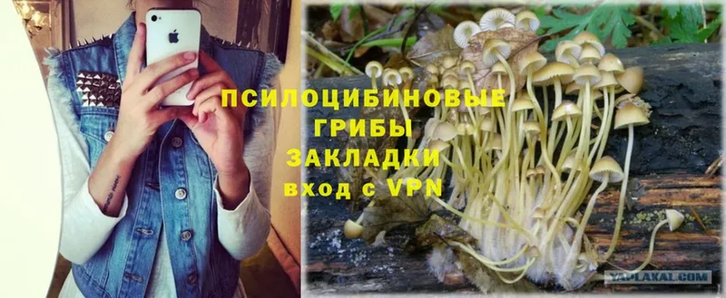 Псилоцибиновые грибы Psilocybe  Рыбное 